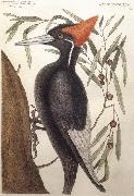Catesby Mark Largest White Billed Woodpecker oil painting picture wholesale